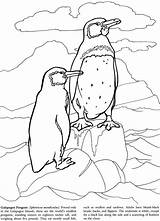Galapagos Coloring Book Dover Pages Penguin Books Choose Board Note sketch template