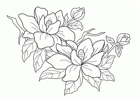 magnolia flower coloring page  getdrawings
