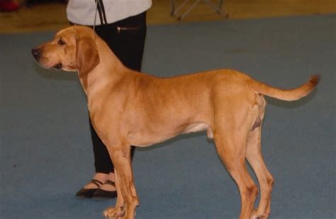 hound dog breeds     loyal companion