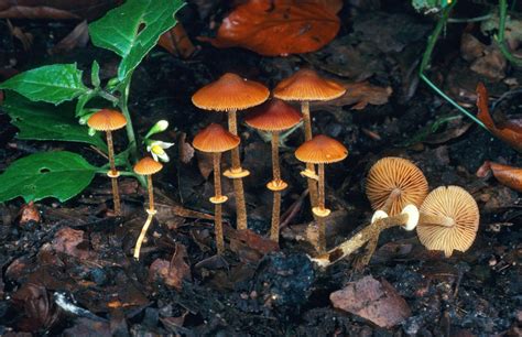 wild  mushrooms indias endangered