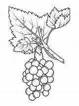 Coloring Pages Grapes Gooseberry Drawing Fruit Kids Printable Grape Color Vine Fruits sketch template