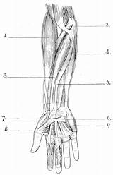 Muscles Forearm Muscle Hand Anatomy Upper Limb Superficial Worksheet Diagram Coloring Body Blank Right Flashcards Worksheets Supinator Drawing Lower Print sketch template