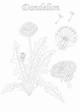 Dandelion Coloring Botanical Card Description Preview sketch template
