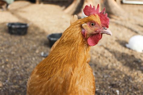 raising chickens   beginners guide  chickens   farmers almanac