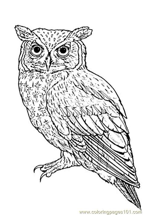 coloring pages eastern owl birds owl  printable coloring page