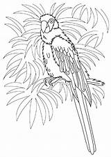 Macaw Coloring Books Pages sketch template