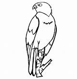 Falcon Bird Coloring Pages Perched Netart sketch template