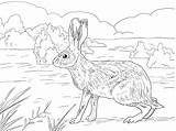 Rabbits Hare Supercoloring Designlooter sketch template