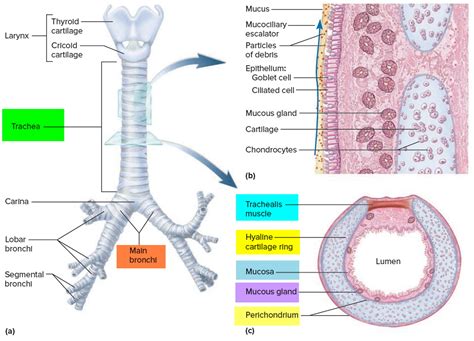trachea anatomy function trachea  esophagus location