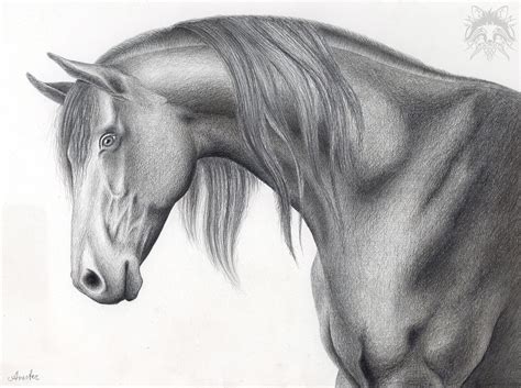 metalpoint drawing horse head art  andreas avester