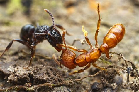 ants battle   lives  stunning macrophotographs huffpost