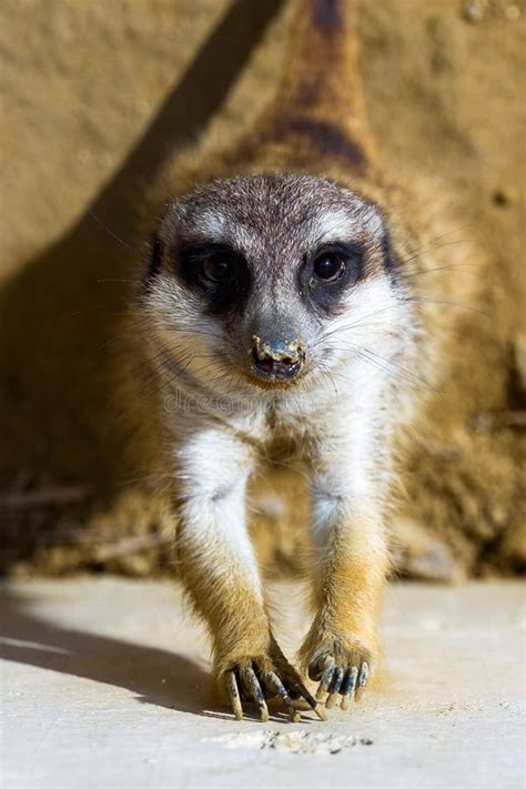 meerkat    camera stock image image  face male