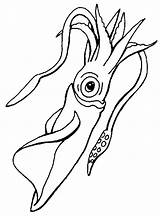 Squid Calamaro Tintenfisch Colorare Ausmalbilder Disegni Manatee Animali Molluschi Malvorlagen Clipground sketch template