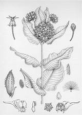 Botanical Illustration Drawings Drawing Scientific Pen Ink Flower Flowers Asclepias Board Plant Choose Lesley Speciosa sketch template