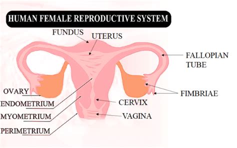 draw a labelled diagram of a female reproductive s class 12 biology cbse