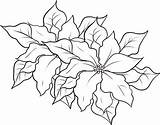 Poinsettia Coloring Garden Flower Color Colorluna sketch template