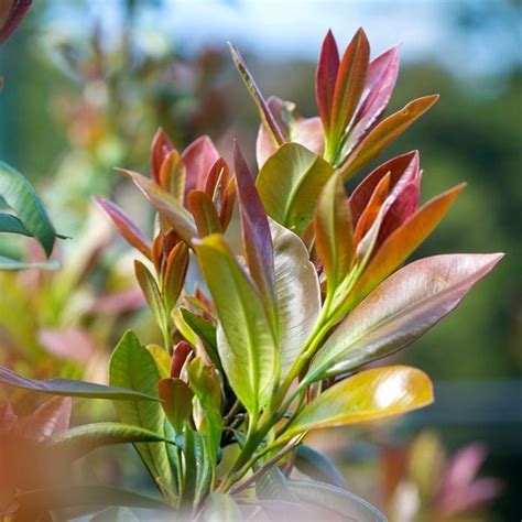 tristaniopsis laurina luscious pbr warners nurseries