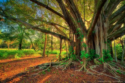 large banyan tree  riverbend park jupiter florida hdr photography