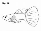 Guppy Ikan Sketsa Mudah Digambar sketch template