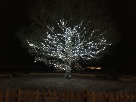 centerparcs sherwood forest lights   trees  night looked