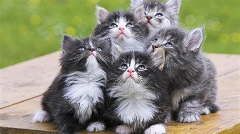 cute kittens babies pets  animals wallpaper  fanpop