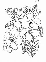 Plumeria Flowers Frangipani Tropical Getcolorings Hibiscus Sketch Hawaiian sketch template