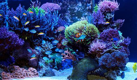 reef tank coral aquarium  aquarium setup filtration