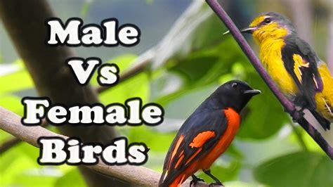 male  female birds  comparison  male  female birds