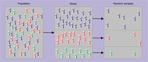 stratified sampling    entire population   divided