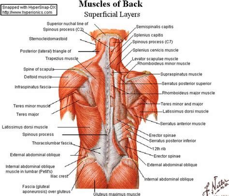 5 upper body exercises you never do but should muscles of the back