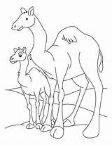 Camel Coloring Pages Baby Camels Print Colouring Kids Needle Color Animal Outline Getdrawings Getcolorings Comments sketch template