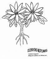Coloring Lomatium Lewisia Designlooter sketch template