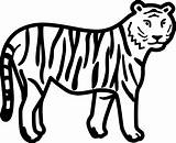 Coloring Pages Tigers Tiger Printable Kids sketch template