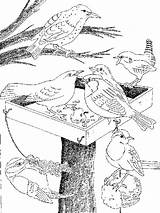 Vogel Vogels Dieren Tekeningen Ausmalbild Kleurboeken Pajaro Bezoeken Stimmen Stemmen sketch template