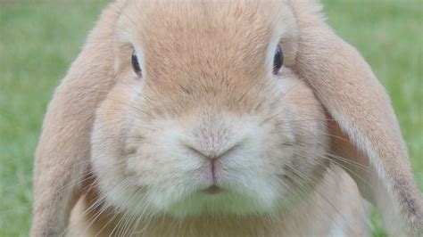 cute rabbit close  face hd wallpapers