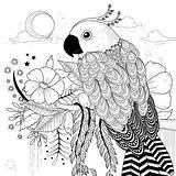 Papagei Mandala Loros Loro Kleurplaat Papegaai Parrot Mandalas Nicaragua Imprimir Illustration Hermoso Mewarn15 Gezeichnet Ausmalbilder Aves sketch template