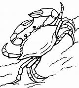 Crab Clipart Wikiclipart sketch template