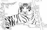 Coloring Tiger Pages African Animals Safari Printable Raiders Oakland Clipart Getcolorings Color Nature Rainforest Print Tigers Popular sketch template