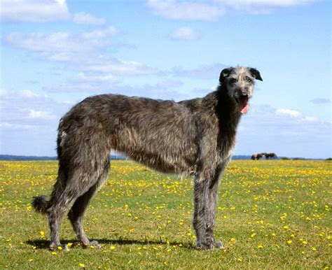 largest dog breeds towering  commanding hound dog breeds huge dogs big dog breeds