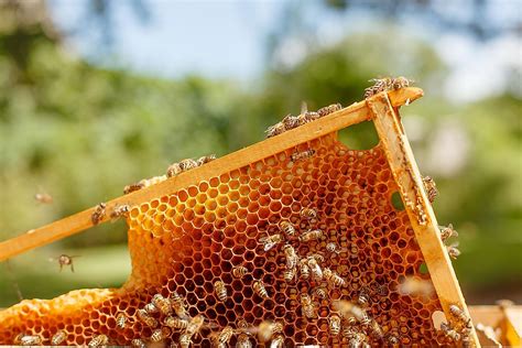 bees  honey worldatlas