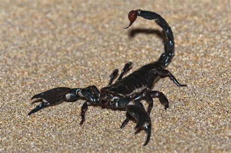 fileemperor scorpion  imperial scorpion pandinus imperatorjpg wikimedia commons