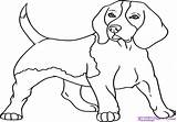 Beagle Puppy Drawing Coloring Line Step Getdrawings Face sketch template