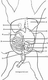 Pig Fetal Dissection Anatomy Identify Organ Unlabeled Stomach Intestine Pancreas Biologycorner Digestive Liver Dissecting Bladder Gallbladder Urinary Cord Solved sketch template