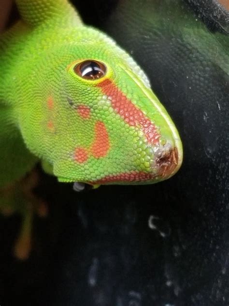 day geckos nose     sore im worried    rubbing    glass