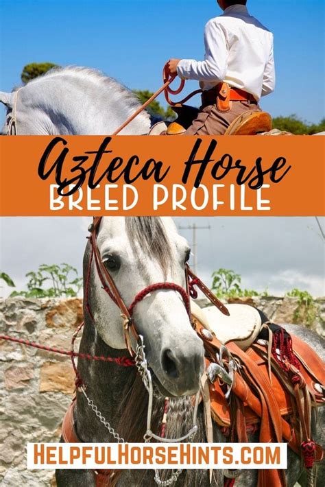 azteca horse breed profile helpful horse hints