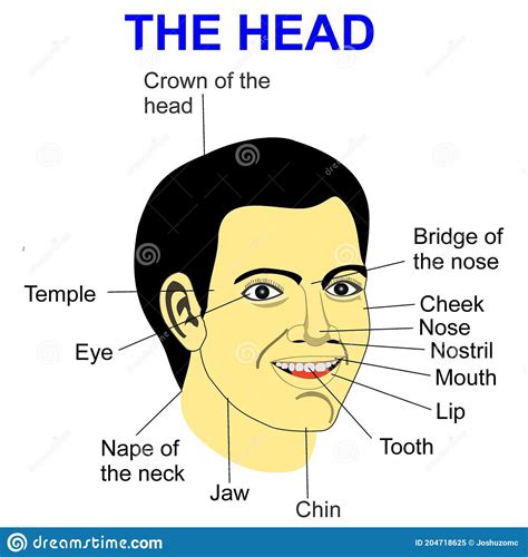 labeled vector illustration   man  head  face stock