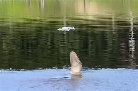 florida mans  drone  chomped  hungry gator