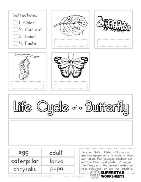 butterfly life cycle printables printable form templates  letter