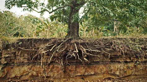 tree roots common problems  root systems  tree center