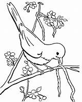 Birds Seeds sketch template